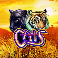 Cats in Studio_Spotlight